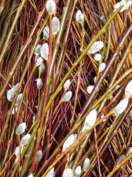 West Wales Willows